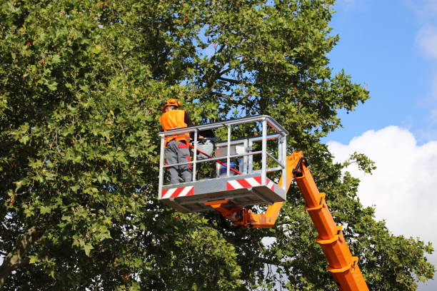 Best Affordable Tree Cutting  in Haymarket, VA